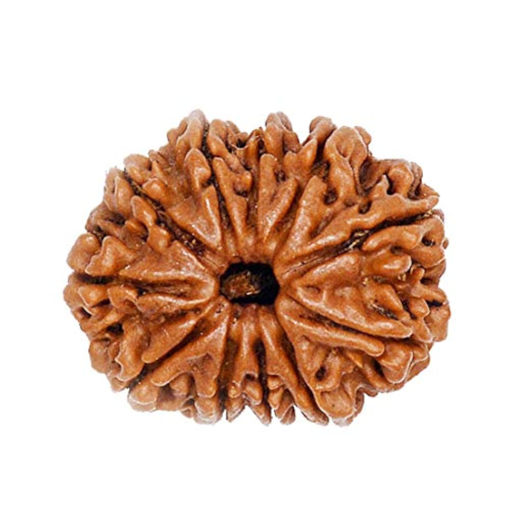 Natural & Original 11 Mukhi Nepali Rudraksha Pendant with Lab Certificate